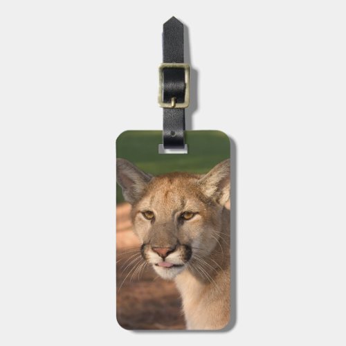 USA Florida panther Felis concolor is also Luggage Tag