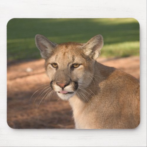 USA Florida panther Felis concolor is also Mouse Pad