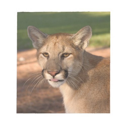 USA Florida panther Felis concolor is also Notepad