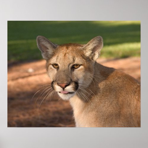 USA Florida panther Felis concolor is also Poster