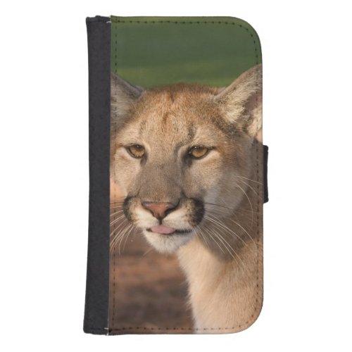 USA Florida panther Felis concolor is also Phone Wallet