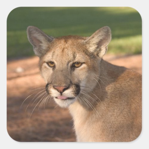 USA Florida panther Felis concolor is also Square Sticker
