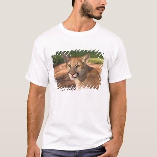 USA Florida panther Felis concolor is also T_Shirt