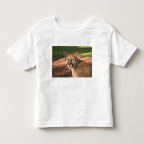USA Florida panther Felis concolor is also Toddler T_shirt