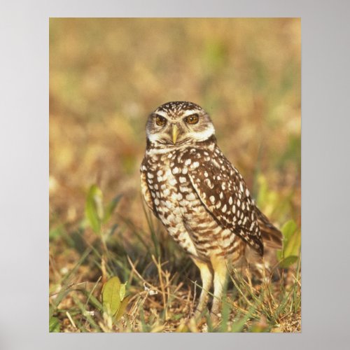 USA Florida Pompano Beach A burrowing owl in Poster