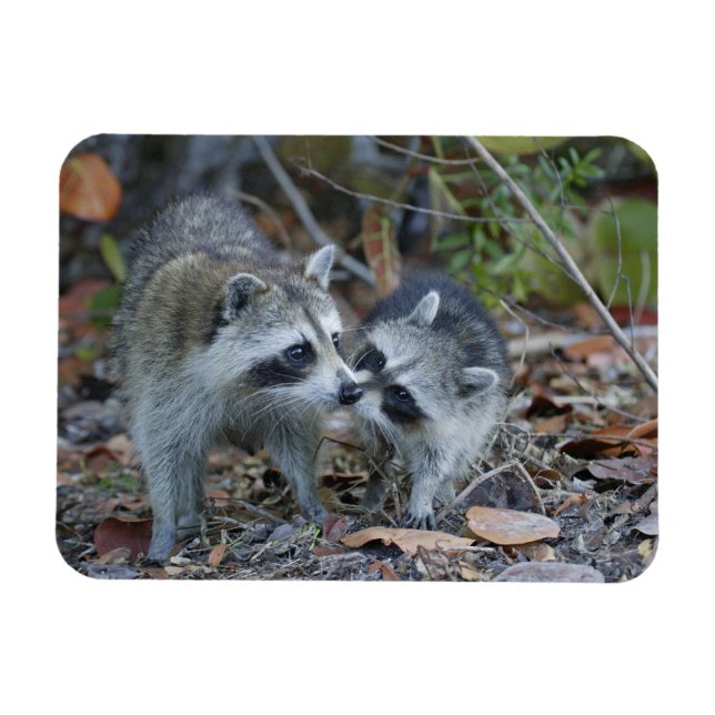 USA, Florida, Sanibel, Ding Darling National Magnet (Horizontal)