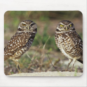 USA, Florida, Sanibel Island. Close-up of Mouse Pad