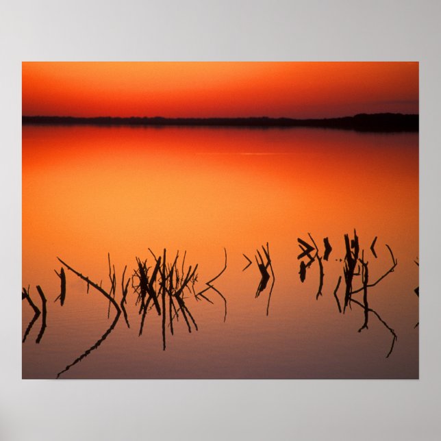 USA, Florida. Silhouettes of dead tree branches Poster (Front)