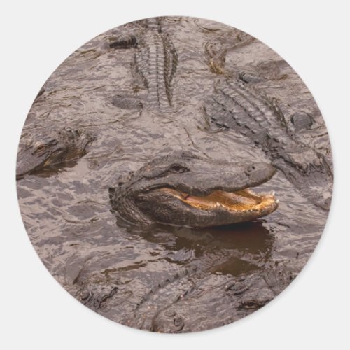 USA Florida St Augustine Alligators Classic Round Sticker