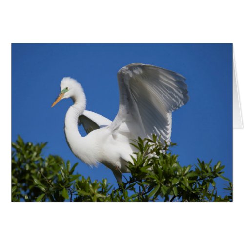 USA Florida St Augustine Egret