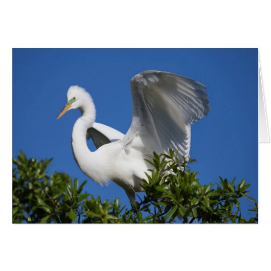 USA, Florida, St. Augustine, Egret Cards (Front Horizontal)