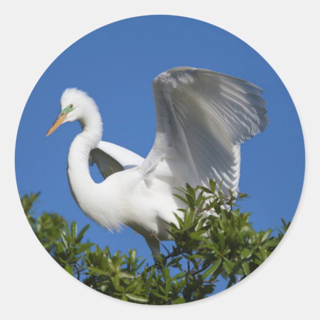 USA, Florida, St. Augustine, Egret Classic Round Sticker (Front)
