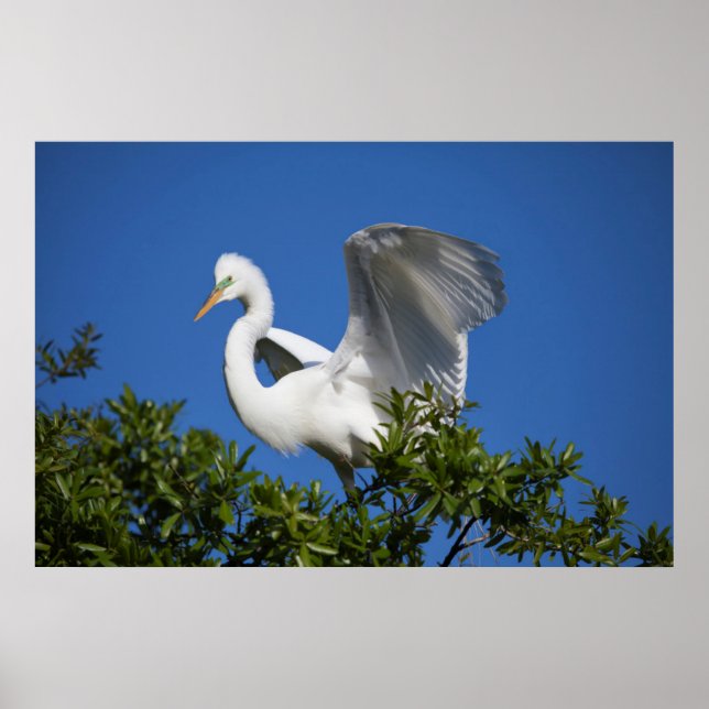 USA, Florida, St. Augustine, Egret Poster (Front)