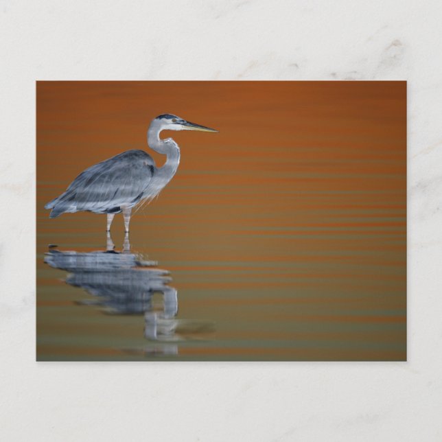 USA, Florida, St. Petersburg, Fort De Soto 2 Postcard (Front)