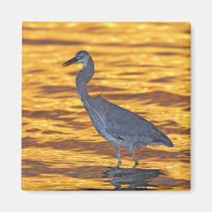 USA, Florida, St. Petersburg, Fort De Soto Park. Magnet