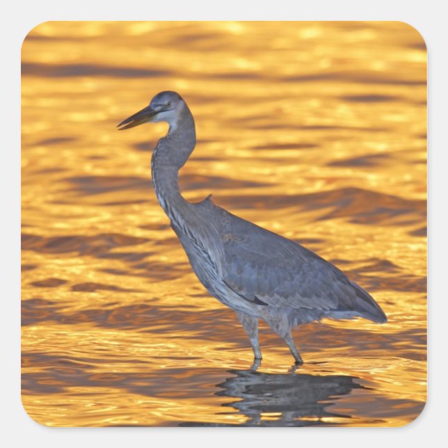 USA, Florida, St. Petersburg, Fort De Soto Park. Square Sticker (Front)