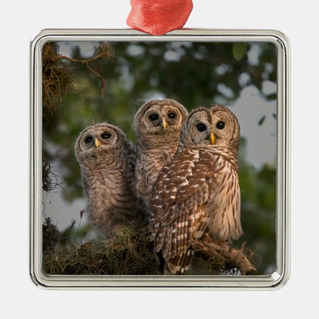 USA, Florida, Viera Wetlands. Three barred Metal Ornament (Front)