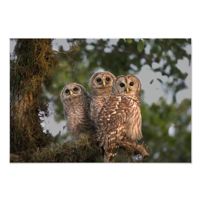 USA, Florida, Viera Wetlands. Three barred Photo Print (Front)