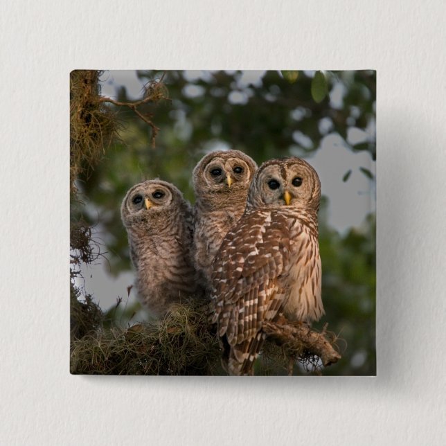 USA, Florida, Viera Wetlands. Three barred Pinback Button (Front)