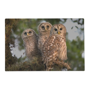 USA, Florida, Viera Wetlands. Three barred Placemat