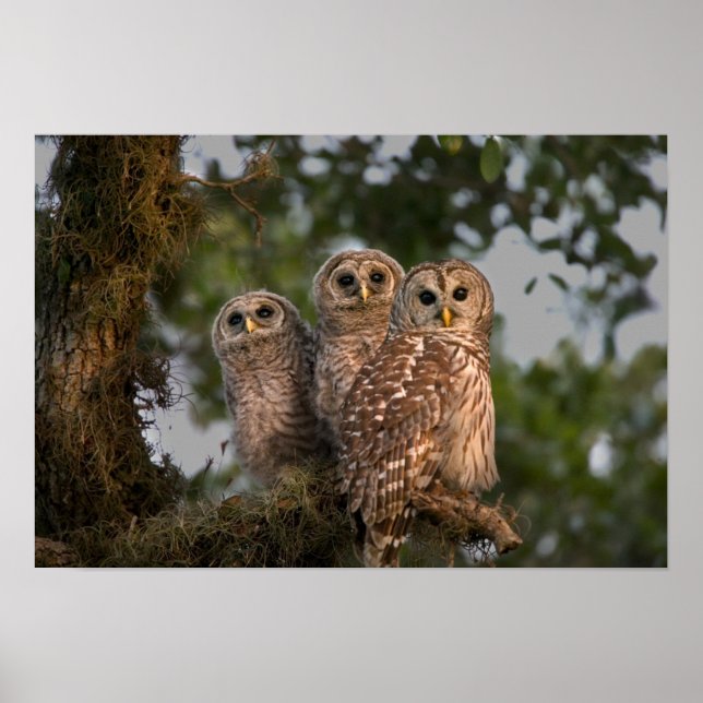 USA, Florida, Viera Wetlands. Three barred Poster (Front)