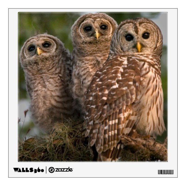 USA, Florida, Viera Wetlands. Three barred Wall Decal (Front)