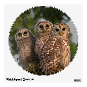 USA, Florida, Viera Wetlands. Three barred Wall Sticker