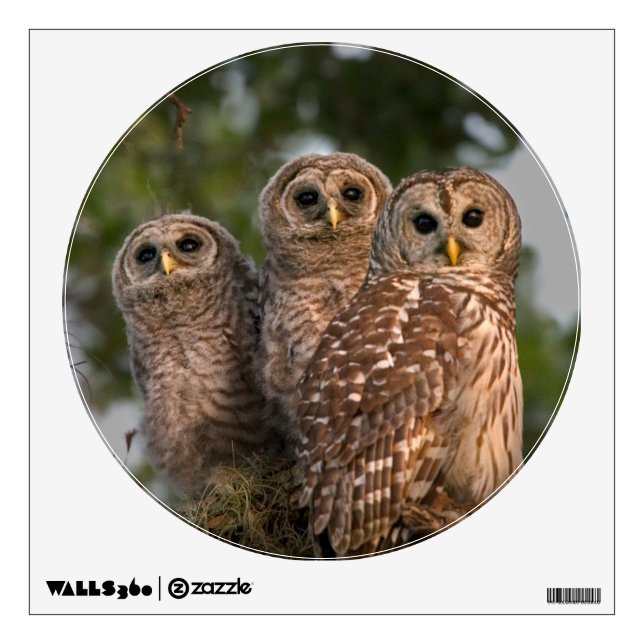USA, Florida, Viera Wetlands. Three barred Wall Sticker (Front)