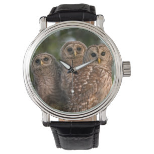 USA, Florida, Viera Wetlands. Three barred Watch