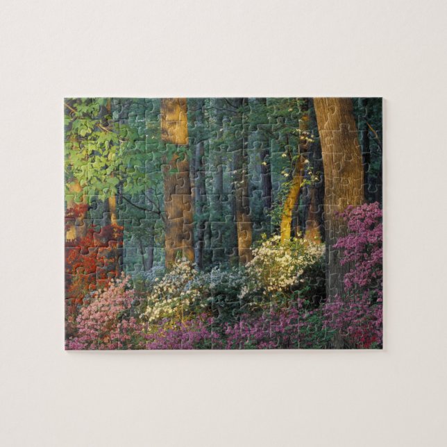 USA, Georgia, Callaway Gardens, Azalea forest. Jigsaw Puzzle (Horizontal)