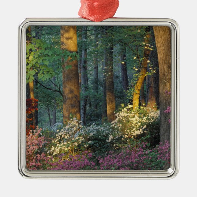 USA, Georgia, Callaway Gardens, Azalea forest. Metal Ornament (Front)