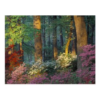 USA, Georgia, Callaway Gardens, Azalea forest. Postcards