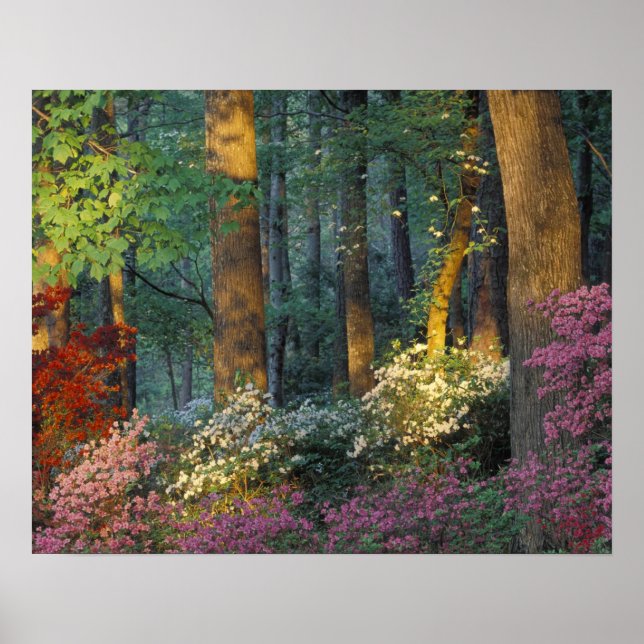 USA, Georgia, Callaway Gardens, Azalea forest. Poster (Front)