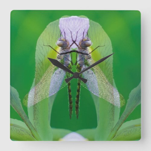 USA Georgia Dragonfly montage Square Wall Clock