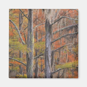 USA, Georgia, George Smith State Park, Cypress Magnet