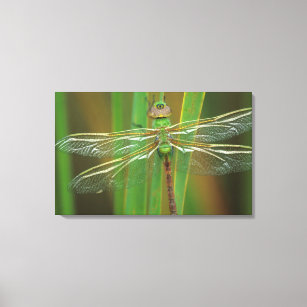 USA, Georgia. Green darner dragonfly on reeds Canvas Print