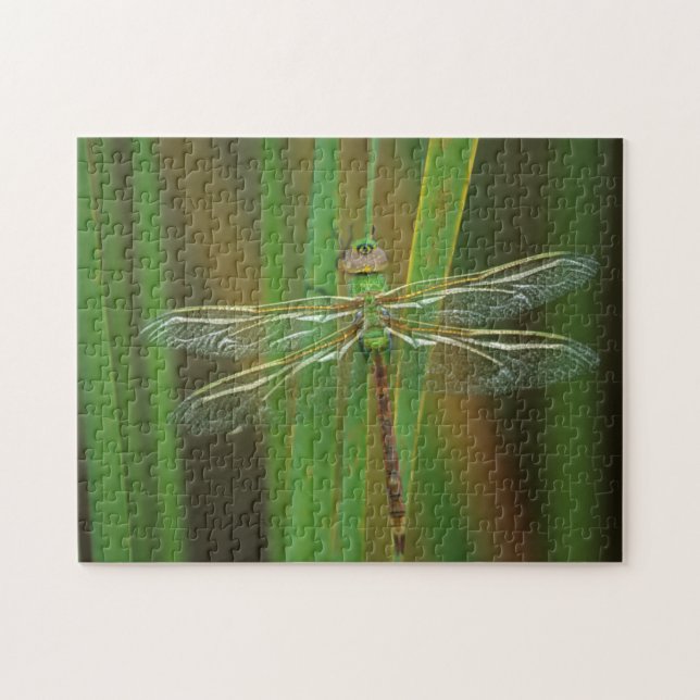USA, Georgia. Green darner dragonfly on reeds Jigsaw Puzzle (Horizontal)