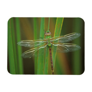 USA, Georgia. Green darner dragonfly on reeds Magnet