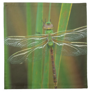 USA, Georgia. Green darner dragonfly on reeds Napkin