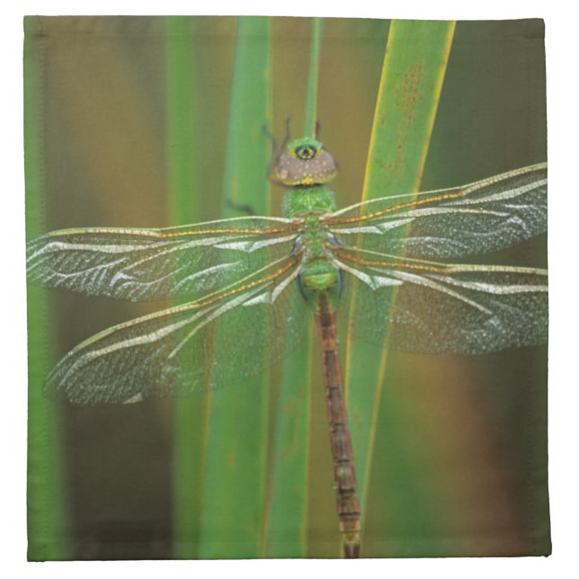 USA, Georgia. Green darner dragonfly on reeds Napkin (Front)