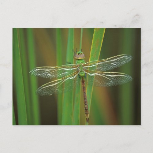 USA Georgia Green darner dragonfly on reeds Postcard