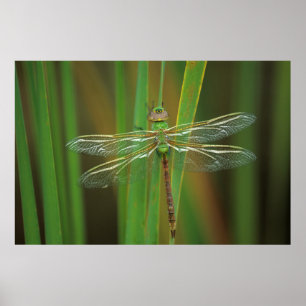 USA, Georgia. Green darner dragonfly on reeds Poster