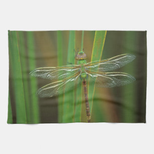 USA, Georgia. Green darner dragonfly on reeds Towel