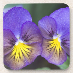 USA, Georgia, Pine Mountain. A closeup of pansy Beverage Coaster