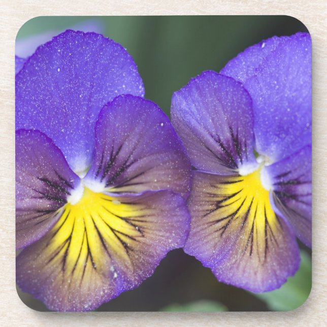 USA, Georgia, Pine Mountain. A closeup of pansy Beverage Coaster (Front)
