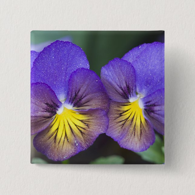 USA, Georgia, Pine Mountain. A closeup of pansy Button (Front)
