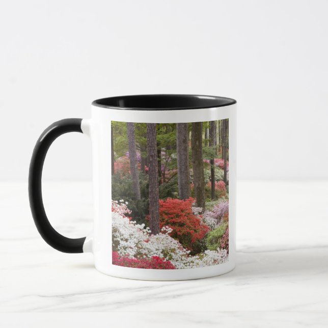 USA, Georgia, Pine Mountain. A forest of Mug (Left)