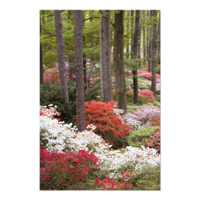 USA, Georgia, Pine Mountain. A forest of Photo Print (Front)