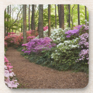 USA, Georgia, Pine Mountain. A pathway through Beverage Coaster