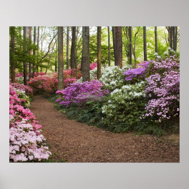 USA, Georgia, Pine Mountain. A pathway through Poster (Front)